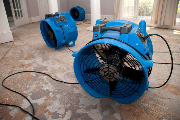 Best Carpet water damage restoration  in Rogers City, MI